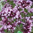 Origanum laevigatum Gentle Breeze