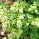 Origanum rotundifolium Dingle Fairy