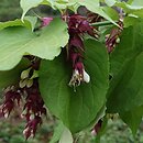 Leycesteria formosa Notbruce