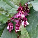 Leycesteria formosa Purple Rain