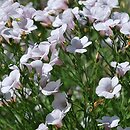 Linum suffruticosum (len solankowaty)