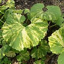 Petasites japonicus