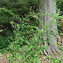Lespedeza thunbergii Gibraltar