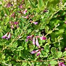 Lespedeza bicolor (lespedeza krzewiasta)