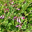 Lespedeza (lespedeza)