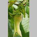 Corylus maxima (leszczyna południowa)