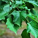 Corylus ×colurnoides (leszczyna pośrednia)