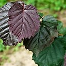 Corylus ×colurnoides Władysław Bugała