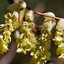 Corylopsis willmottiae