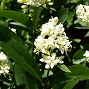 Ligustrum (ligustr)
