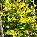 Ligustrum ×vicaryi