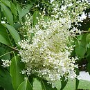 Syringa reticulata ssp. amurensis (lilak amurski)