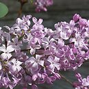 Syringa ×hyacinthiflora Catinat