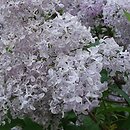 Syringa ×hyacinthiflora Esther Staley
