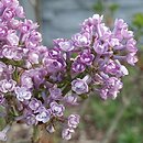 Syringa ×hyacinthiflora Scentara Double Blue Lilac