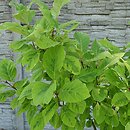 Syringa emodi Aureovariegata