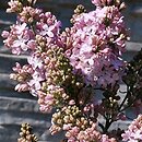 Syringa vulgaris Ambassadeur