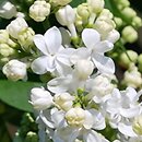 Syringa vulgaris Edith Cavell