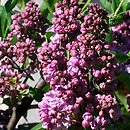 Syringa vulgaris Marechal Lannes