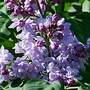 Syringa vulgaris Oliver de Serres