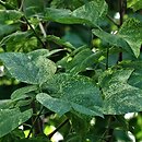 Syringa oblata Variegata