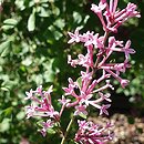 Syringa Pink Perfume