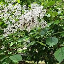 Syringa pubescens (lilak omszony)