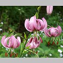 Liliaceae (liliowate)
