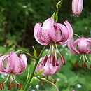 Lilium martagon (lilia złotogłów)