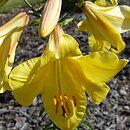 Lilium Bahama