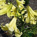 Lilium Jamajka