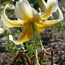 Lilium Jawa