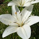 Lilium Padera