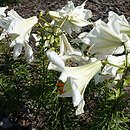 Lilium Samoa