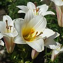 Lilium White Planet