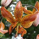 Lilium ×dalhansonii