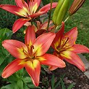 Lilium Forever Linda