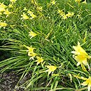 Hemerocallis citrina var. vespertina (liliowiec cytrynowy odm. wieczorna)