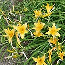 Hemerocallis hakuunensis (liliowiec hakuuneński)