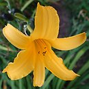 Hemerocallis coreana (liliowiec koreański)