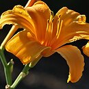 Hemerocallis littorea (liliowiec nadbrzeżny)