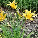 Hemerocallis fulva var. angustifolia (liliowiec rdzawy odm. wąskolistna)