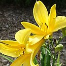 Hemerocallis exaltata (liliowiec wyniosły)