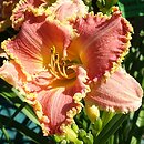 Hemerocallis ×hybrida Heavenly Pink Fang