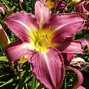 Hemerocallis ×hybrida Lavender Deal