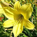 Hemerocallis ×hybrida Lemon Bells