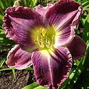 Hemerocallis ×hybrida Mapping South Dakota