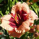 Hemerocallis ×hybrida Mary Ethel Anderson