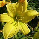 Hemerocallis ×hybrida Melodia Chopina
