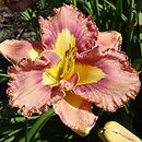 Hemerocallis ×hybrida Mikusia i Przyjaciele